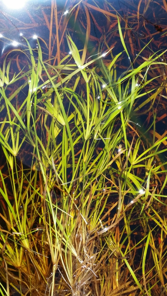 Juncus repens — whole photograph