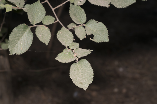 Ulmus minor — foliage photograph