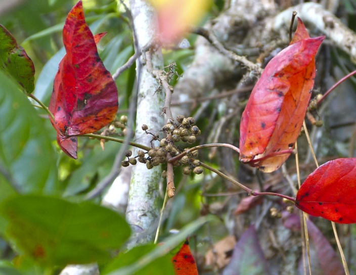 Toxicodendron radicans — fruit photograph