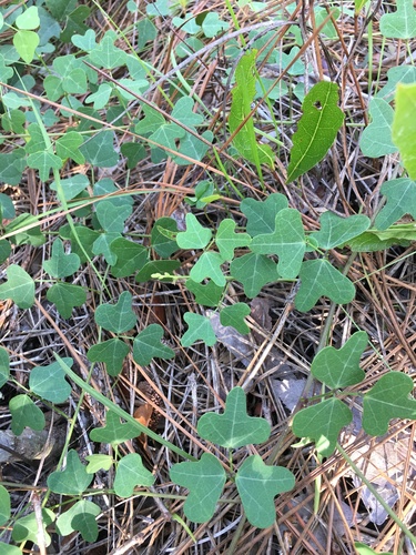 Phaseolus sinuatus photograph
