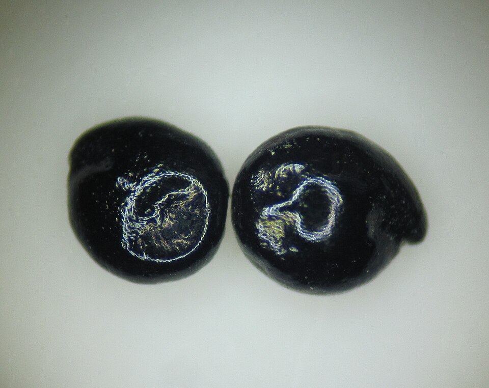 Chenopodium standleyanum — seed photograph