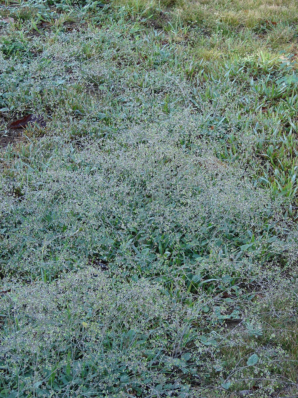 Boerhavia coccinea — whole photograph