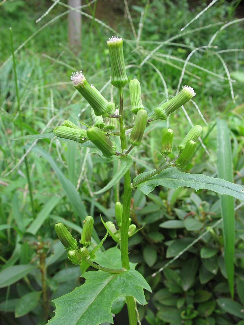 Erechtites hieraciifolius — bloom photograph