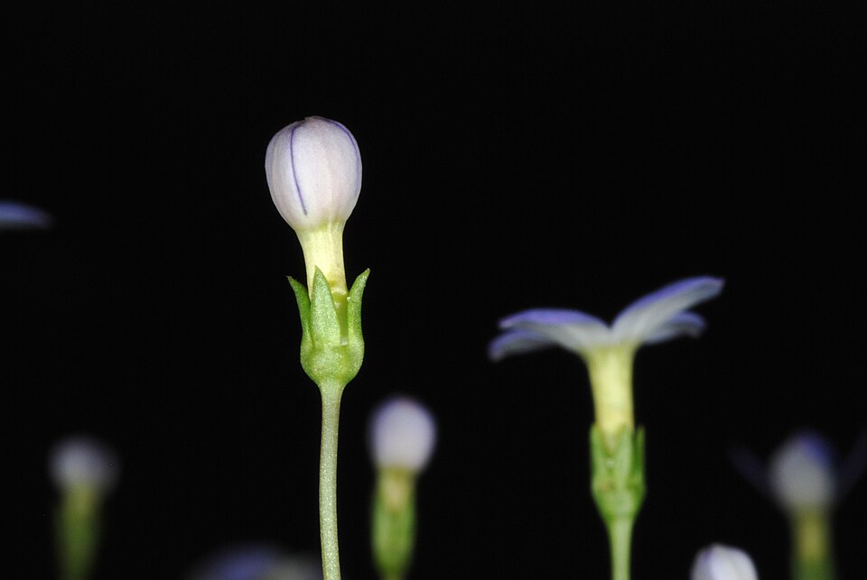 Houstonia pusilla — bloom photograph