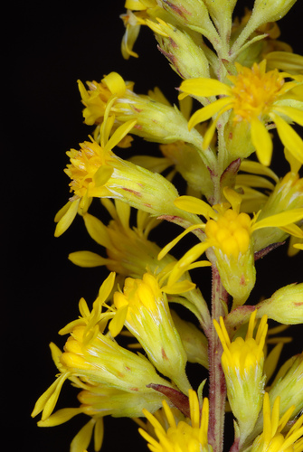 Solidago pulverulenta — bloom photograph