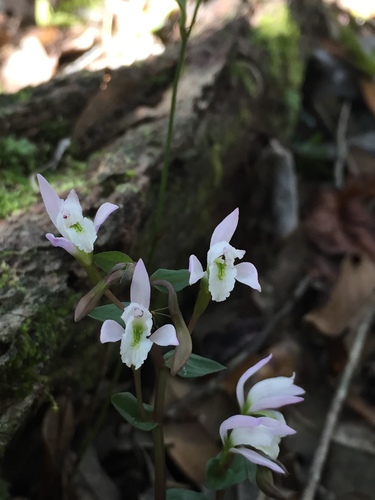 Triphora trianthophoros — bloom photograph