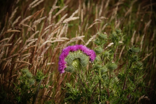 Cirsium vulgare — flower photograph