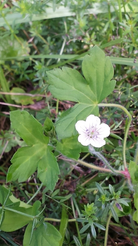 Geranium thunbergii — flower photograph