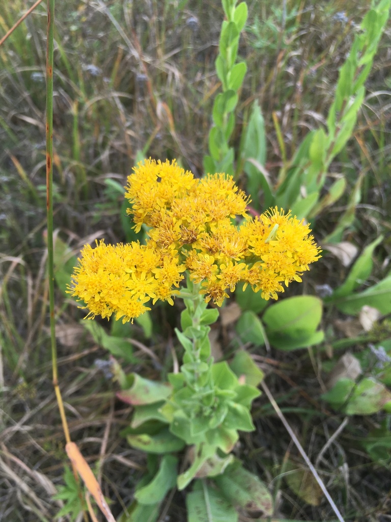 Solidago rigida — bloom photograph