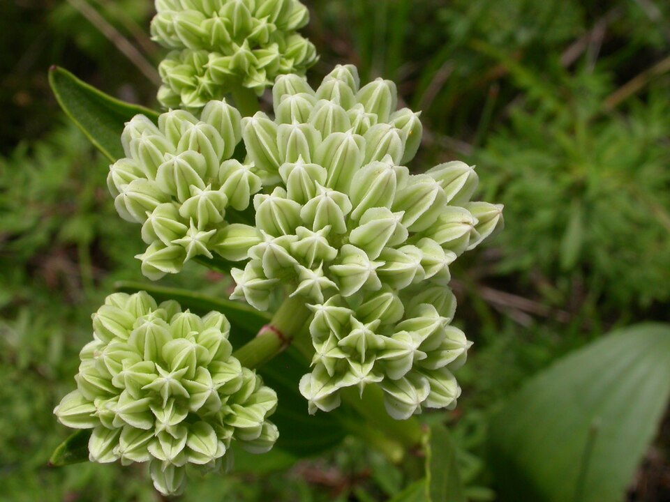 Arnoglossum plantagineum — flower photograph