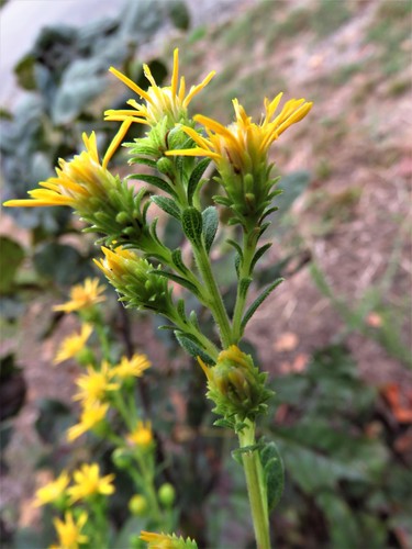 Solidago petiolaris — bloom photograph