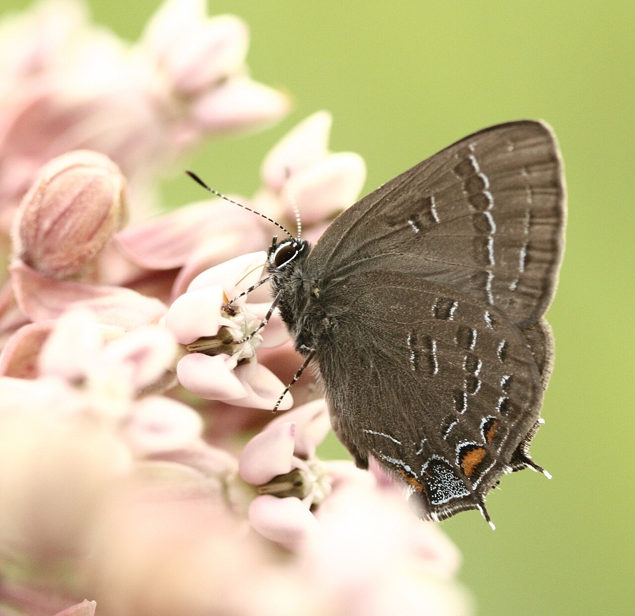 Banded Hairstreak