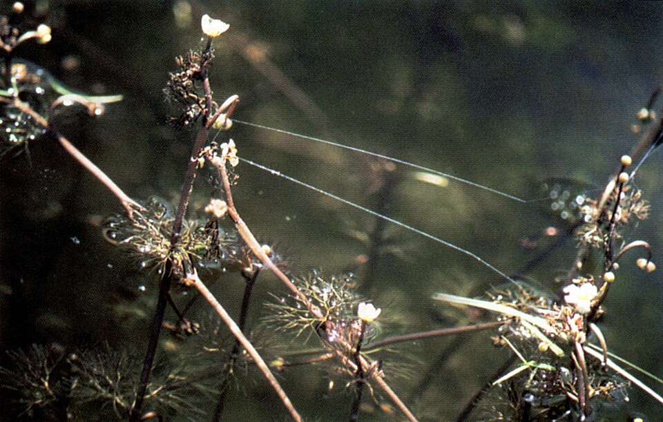 Ranunculus longirostris — whole photograph