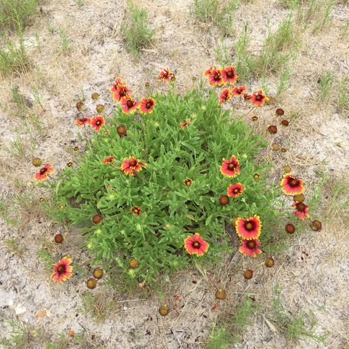 Gaillardia pulchella — flower photograph