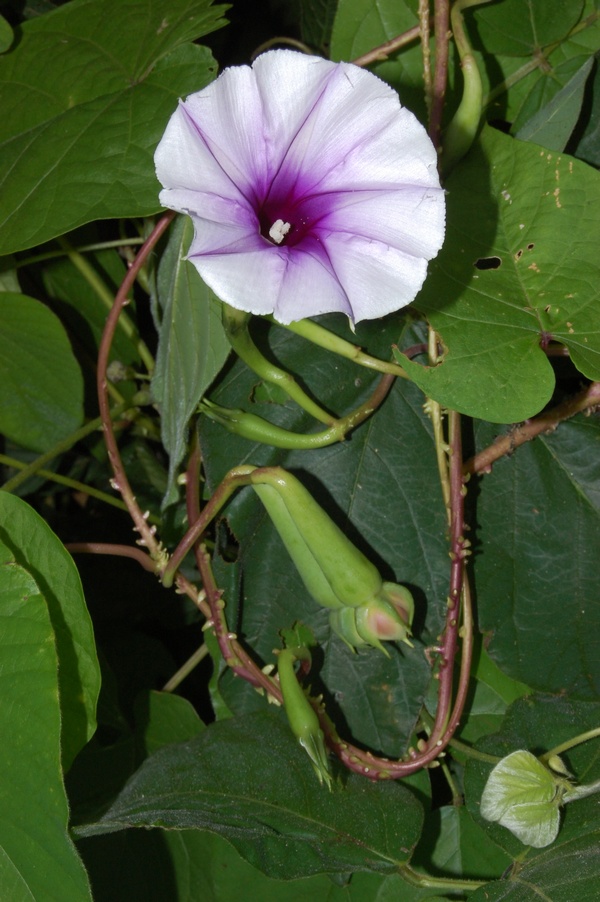 Ipomoea muricata — flower photograph