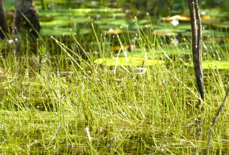 Eleocharis olivacea var. olivacea — whole photograph