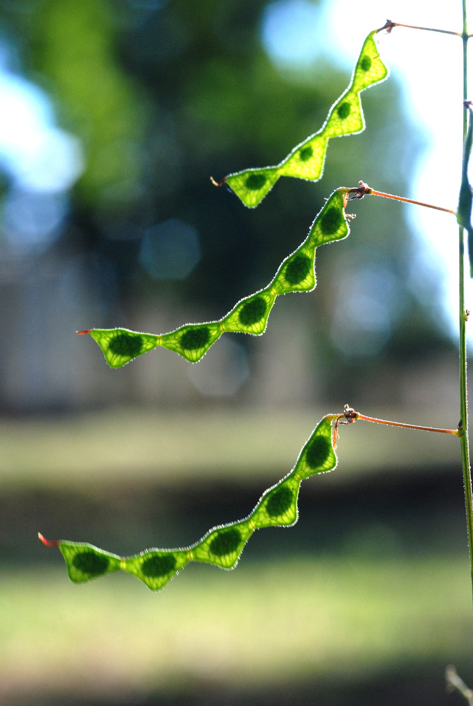 Desmodium paniculatum — fruit photograph