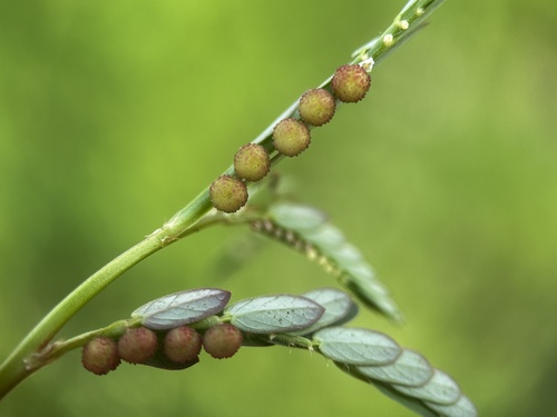 Emblica urinaria — fruit photograph