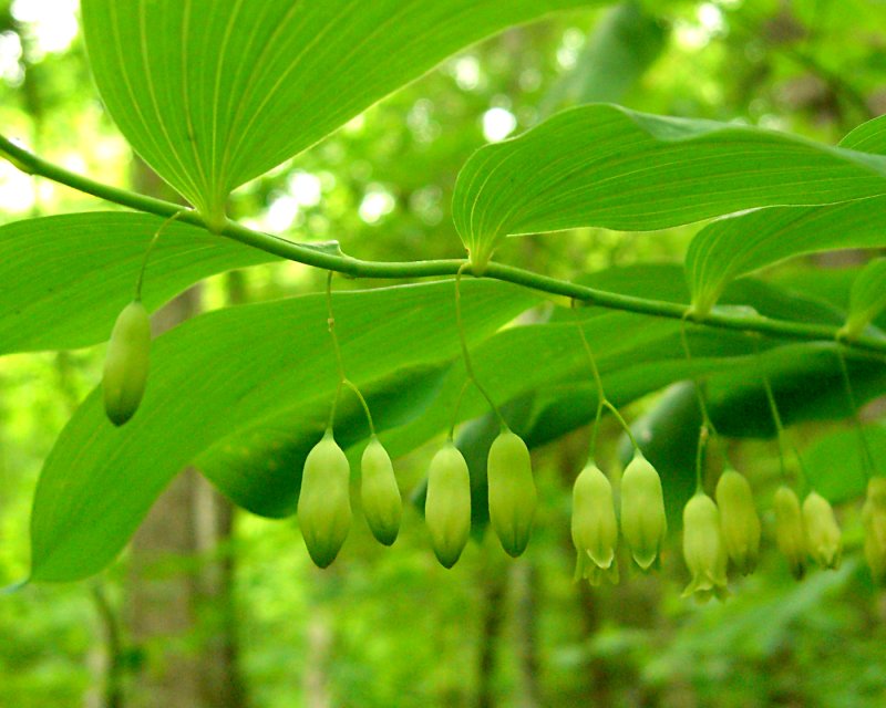 Polygonatum pubescens — bloom photograph
