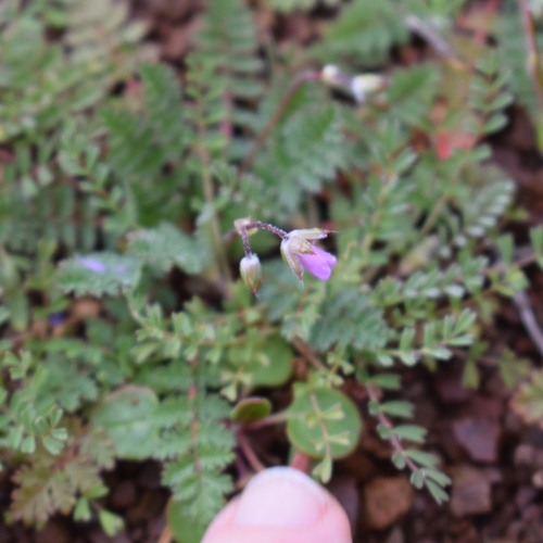 Erodium cicutarium — flower photograph