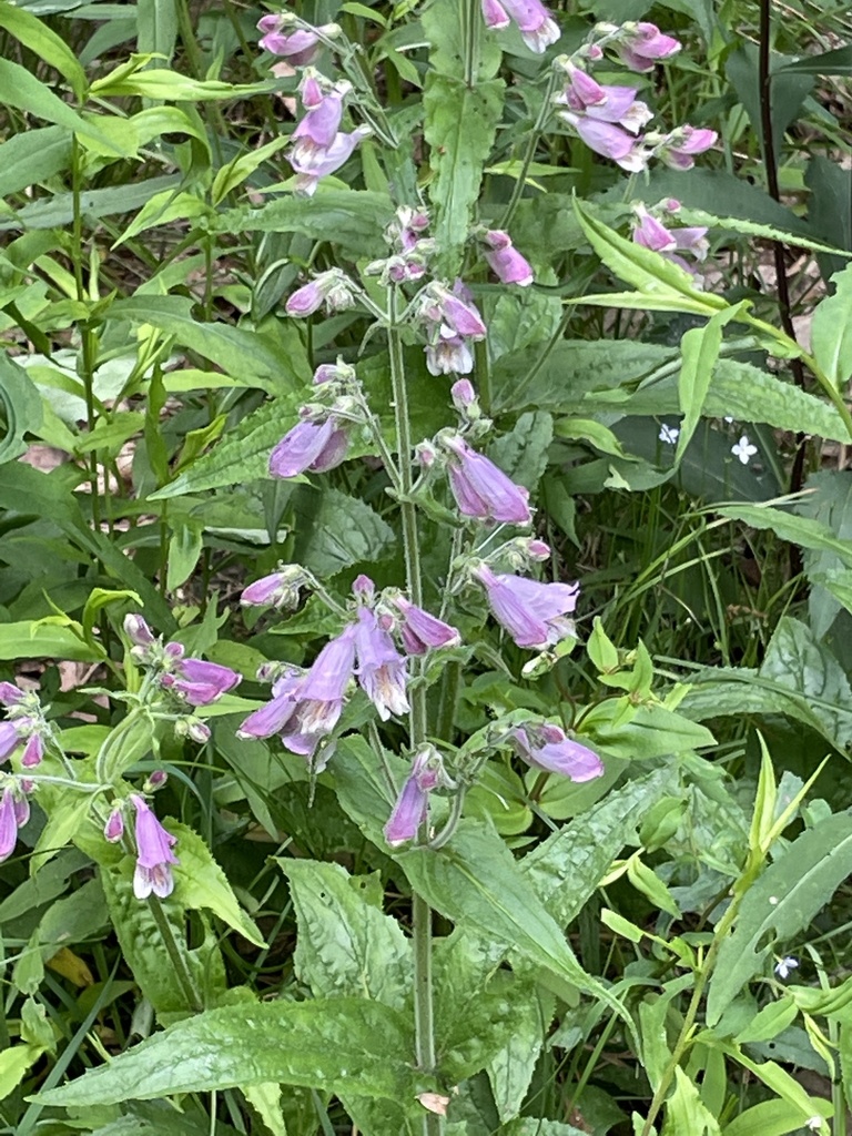 Penstemon smallii in bloom