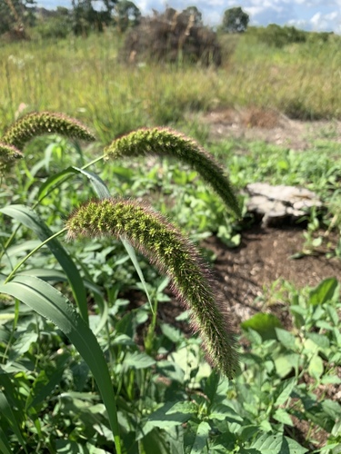 Setaria italica — flower photograph