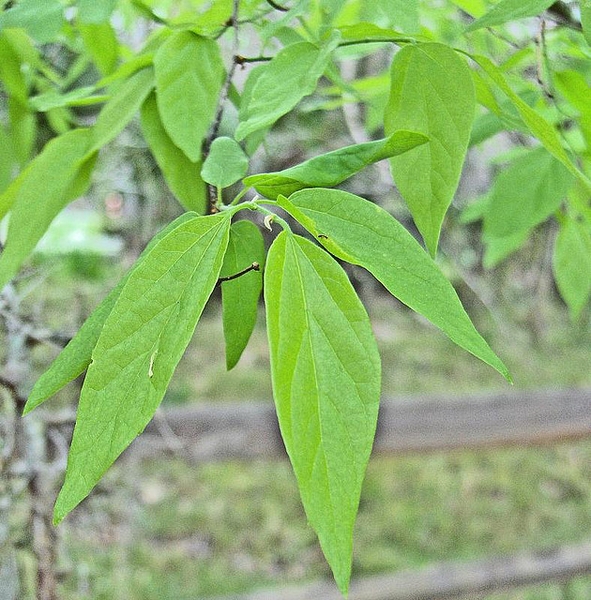 Celtis laevigata — leaf photograph