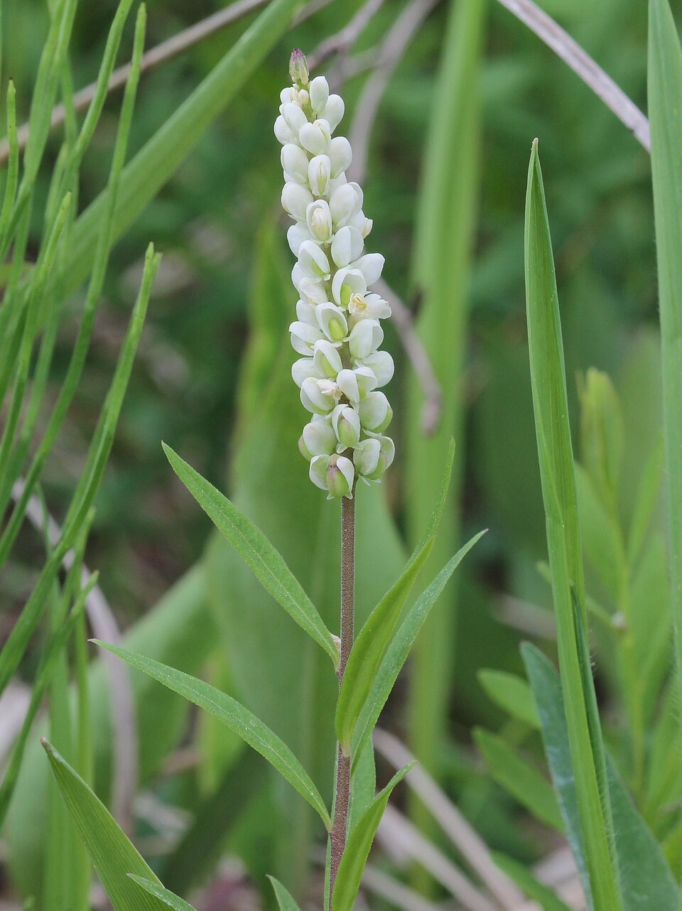 Senega officinalis — flower photograph
