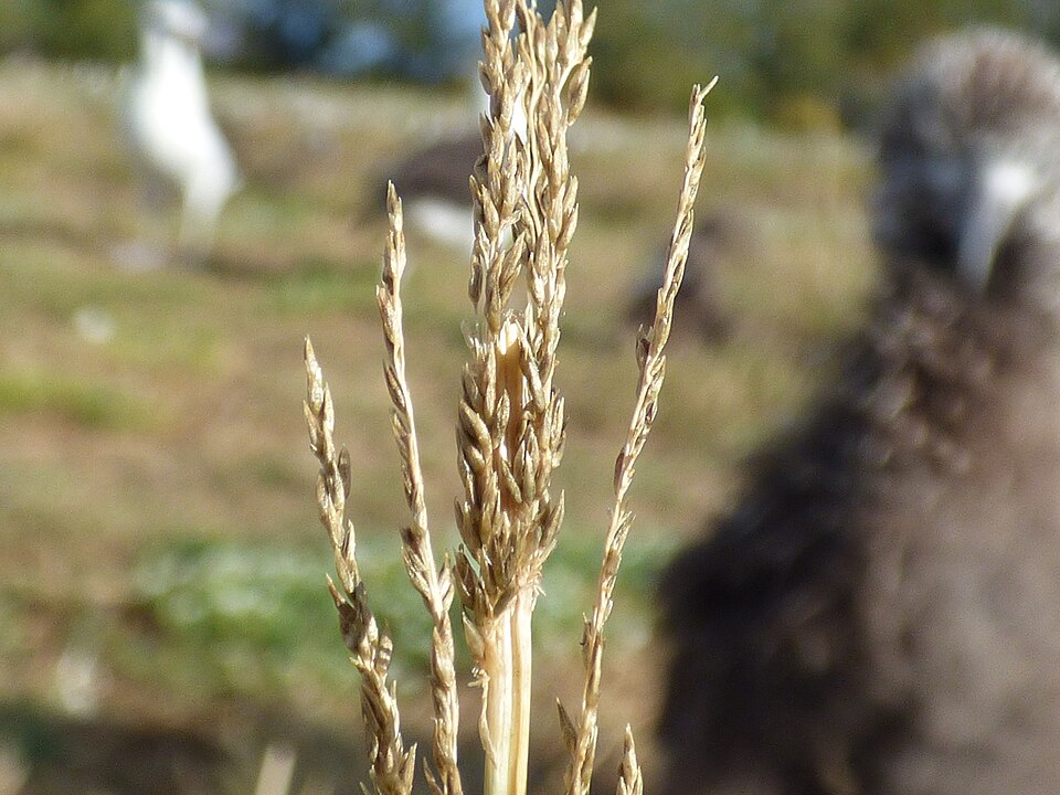 Sporobolus indicus — fruit photograph