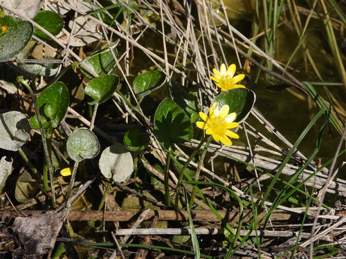 Ficaria verna — flower photograph