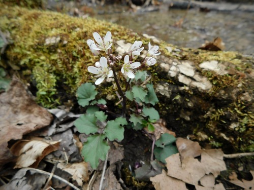 Cardamine flagellifera — flower photograph