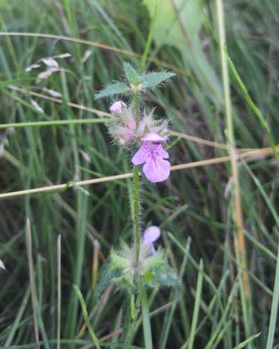 Stachys aspera photograph