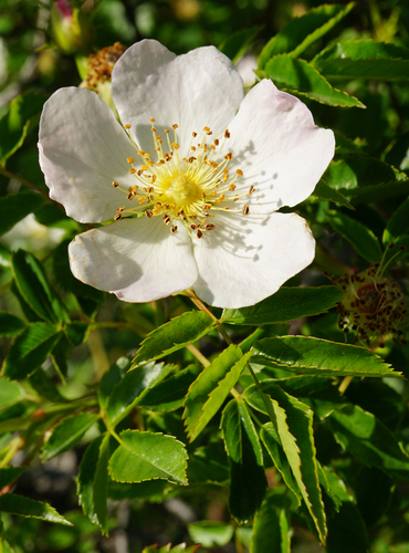 Rosa canina — bloom photograph