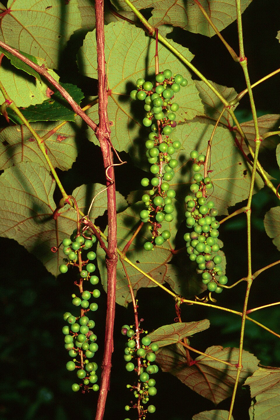 Vitis aestivalis — fruit photograph