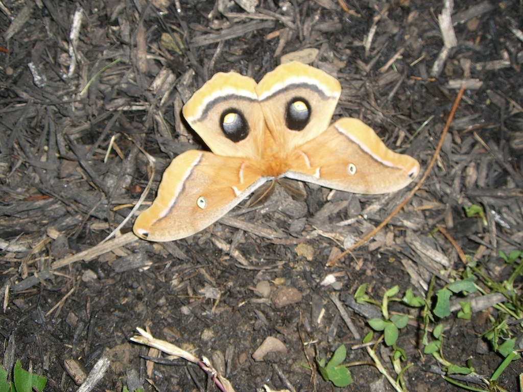 Polyphemus Moth