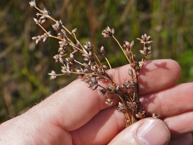 Cladium mariscoides — fruit photograph