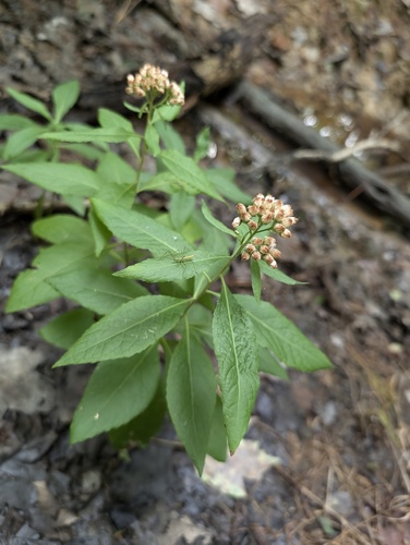 Pluchea camphorata photograph
