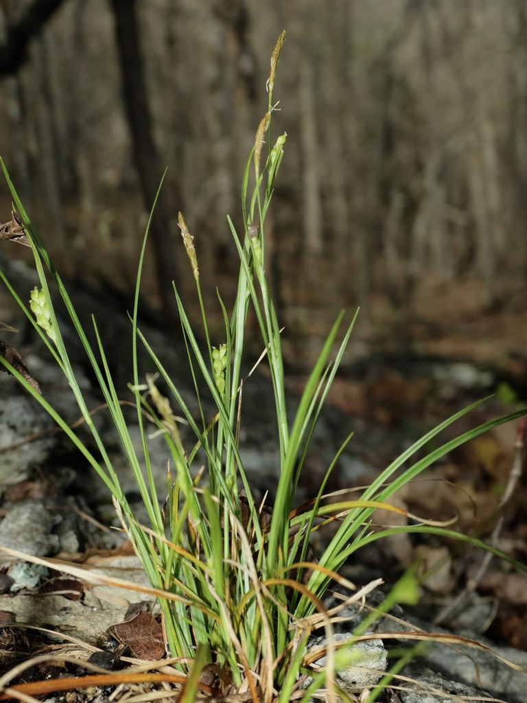 Carex oligocarpa — whole photograph