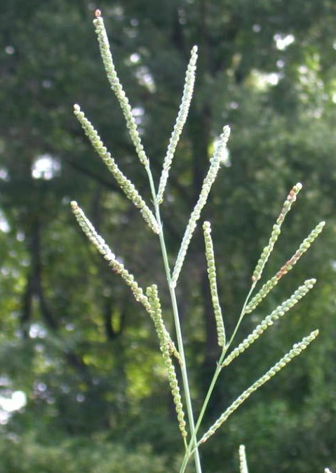 Paspalum floridanum — fruit photograph