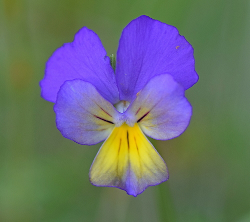 Viola tricolor — flower photograph