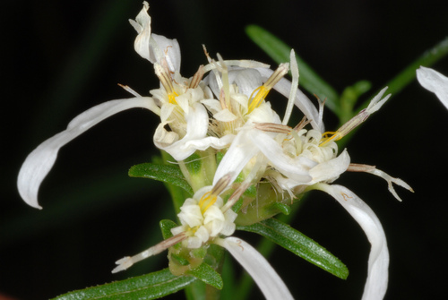 Sericocarpus linifolius — whole photograph