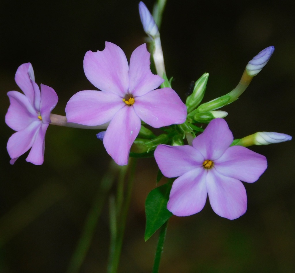 Phlox carolina — bloom photograph