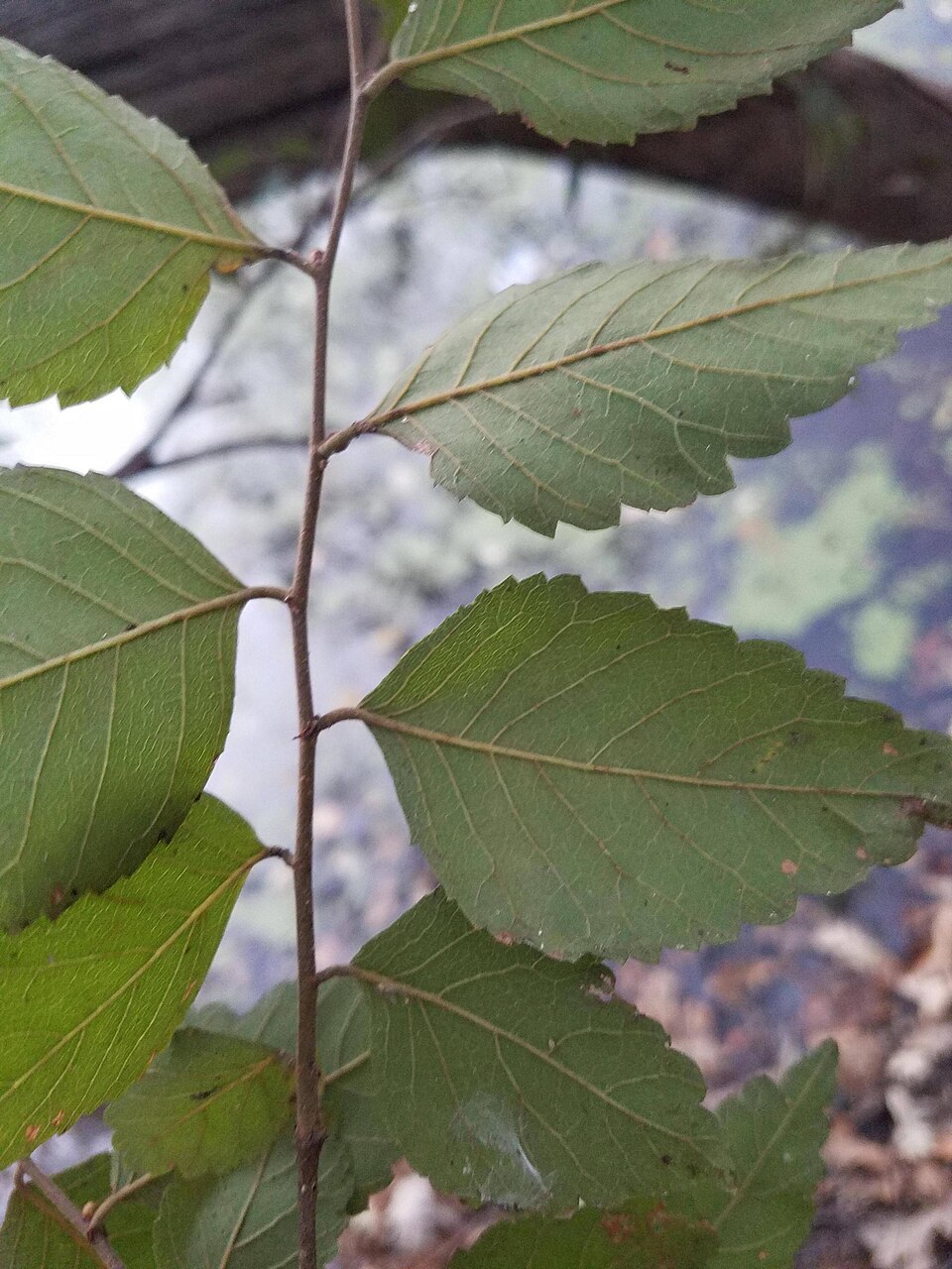 Planera aquatica — leaf photograph