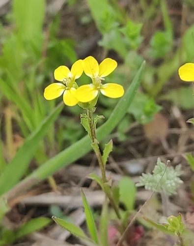 Erysimum repandum — flower photograph