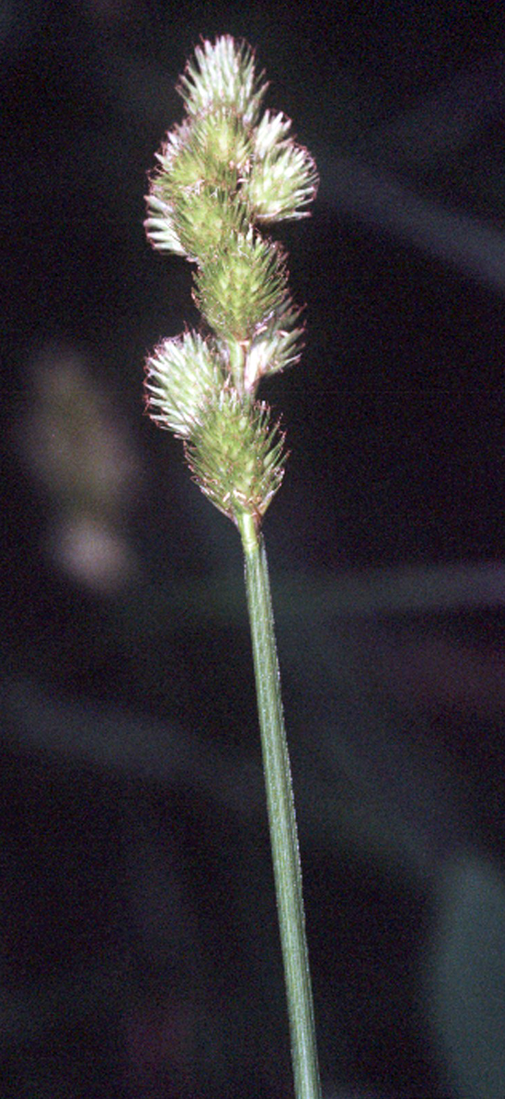 Carex tribuloides — bloom photograph