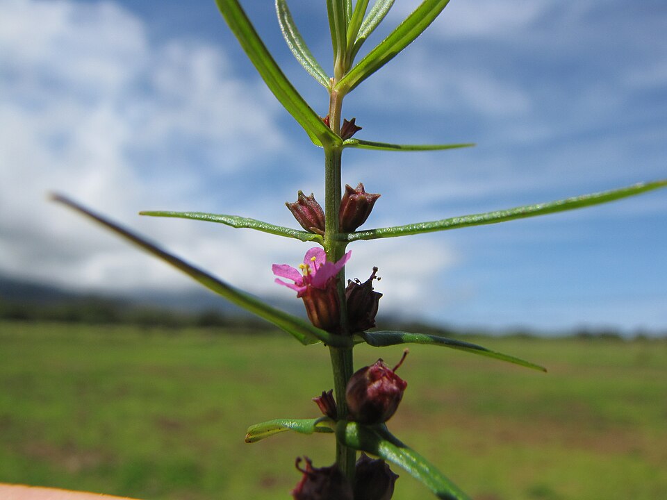 Ammannia coccinea — bloom photograph