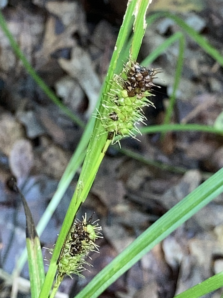 Carex aureolensis — fruit photograph