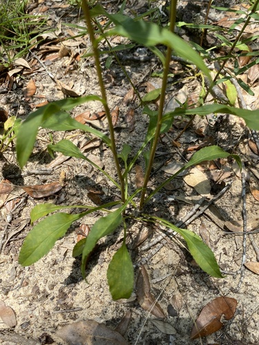 Solidago arguta — whole photograph
