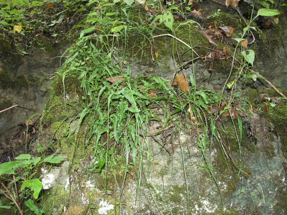 Asplenium rhizophyllum — foliage photograph