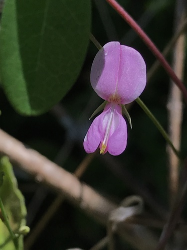 Galactia regularis — flower photograph